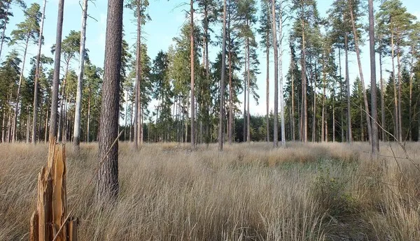 Puszcza Białowieska. Chcą spalić dowody?