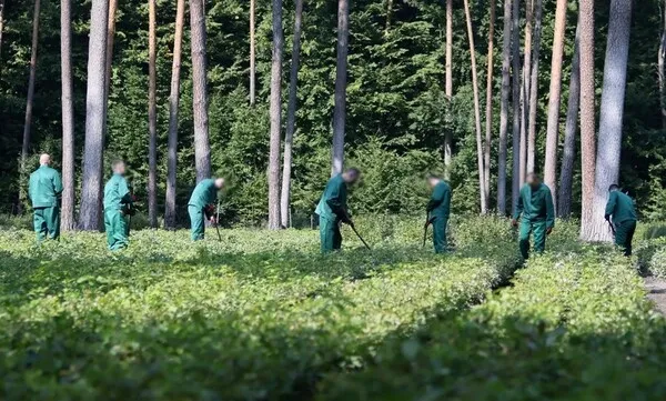 Więźniowie będą pracować w lasach