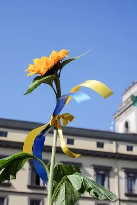 Leśnicy pomagają Ukrainie