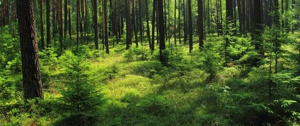 Nabór wniosków na dopłaty do lasów prywatnych trwa, koniec 29 lipca 2022r.