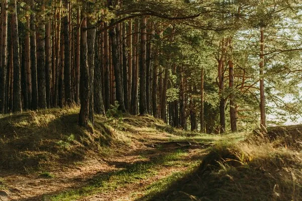 Lasy Państwowe na rzecz Lasów Prywatnych
