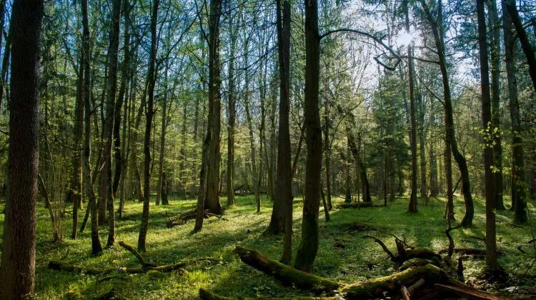 Puszcza niezgody