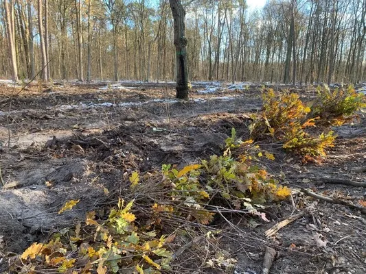 Społeczne sadzenie lasu w Nadleśnictwa Chojnów