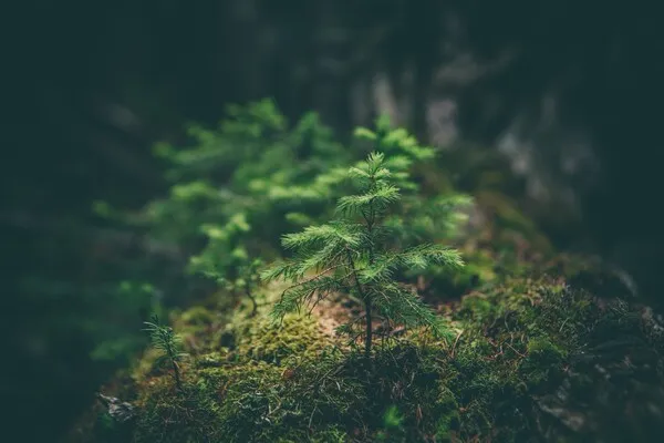 Negatywna opinia Państwowej Rady Ochrony Przyrody dot. projektu o zmianie ustawy o lasach.